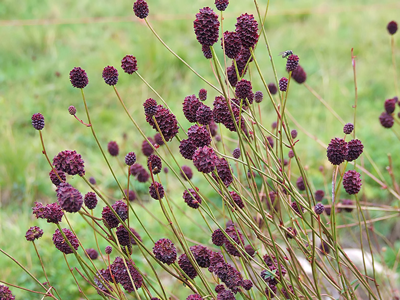 Sanguisorba officinalis