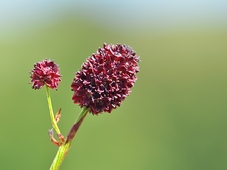 Sanguisorba officinalis