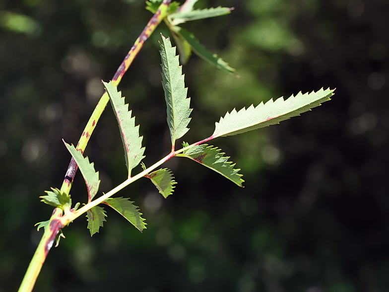 Sanguisorba officinalis