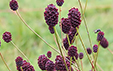 Sanguisorba officinalis