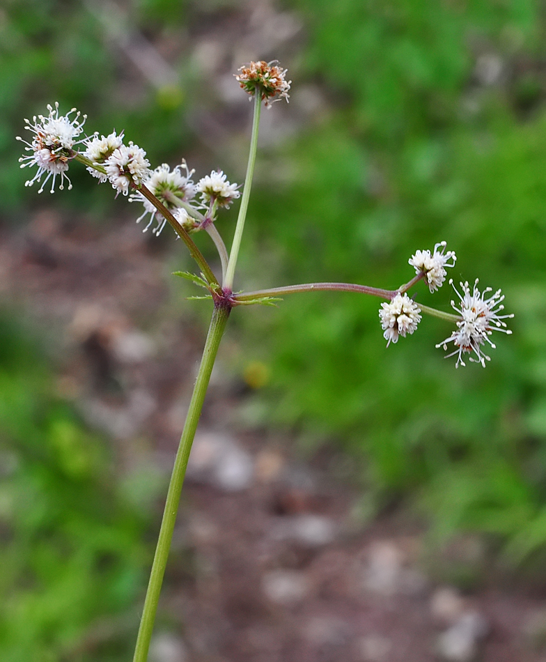 Sanicula europaea