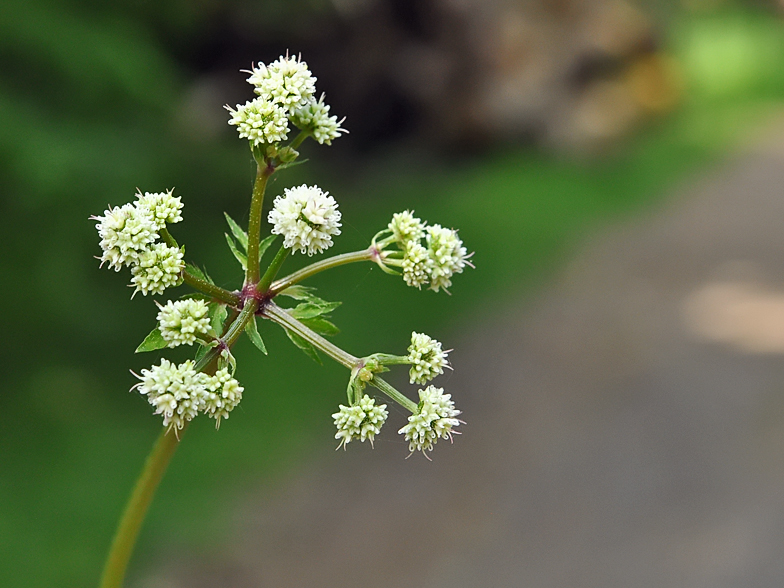 Sanicula europaea