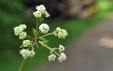 Sanicula europaea