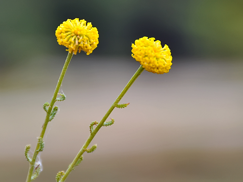 Santolina chamaecyparissus