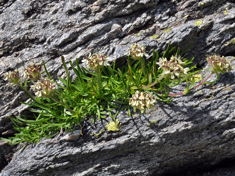 Saponaria lutea