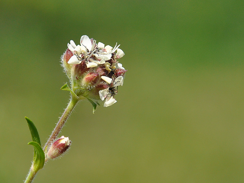 Saponaria lutea