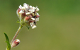 Saponaria lutea