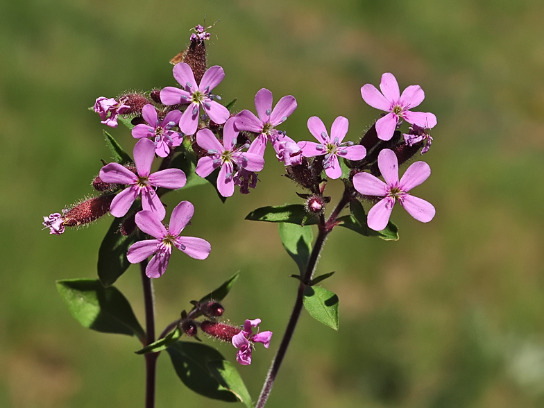 Saponaria ocymoides