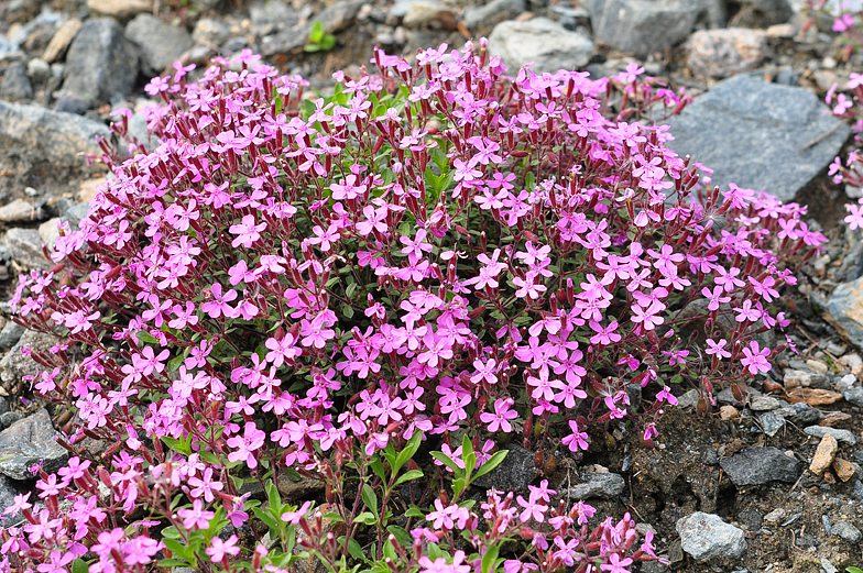 Saponaria ocymoides