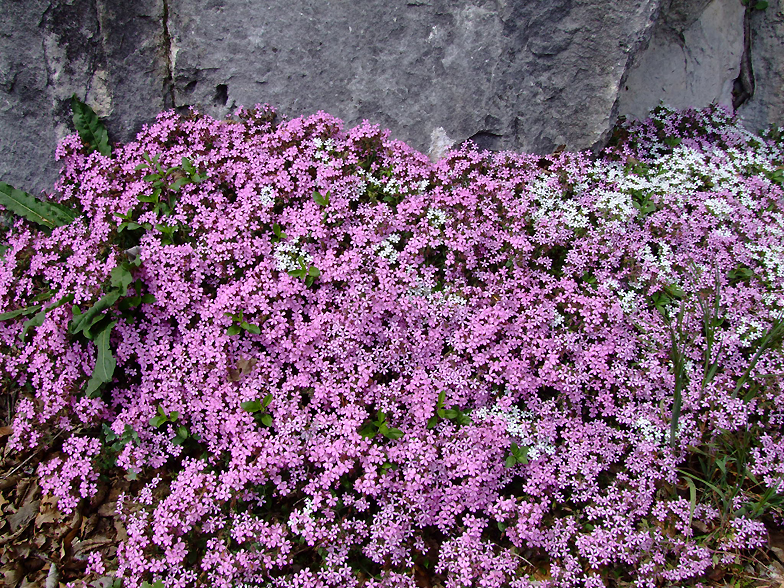 Saponaria ocymoides