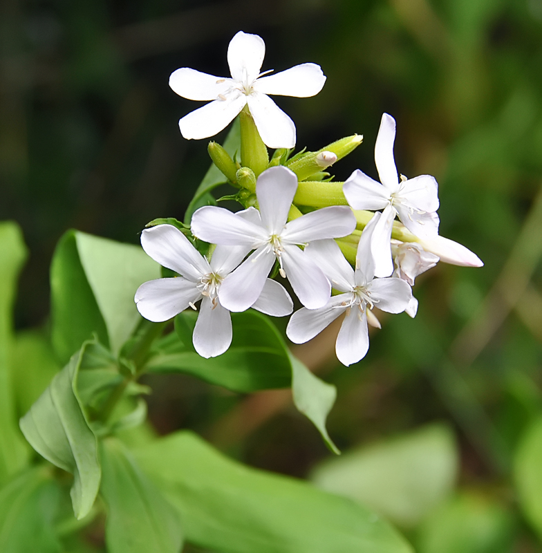 Saponaria officinalis