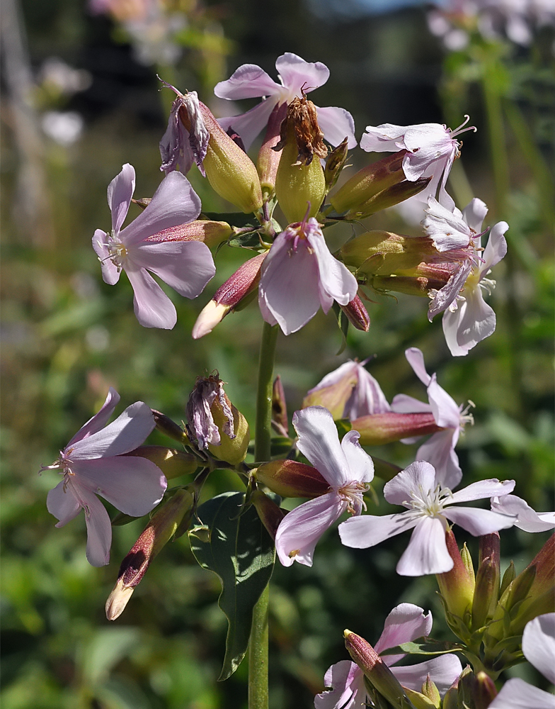 Saponaria officinalis