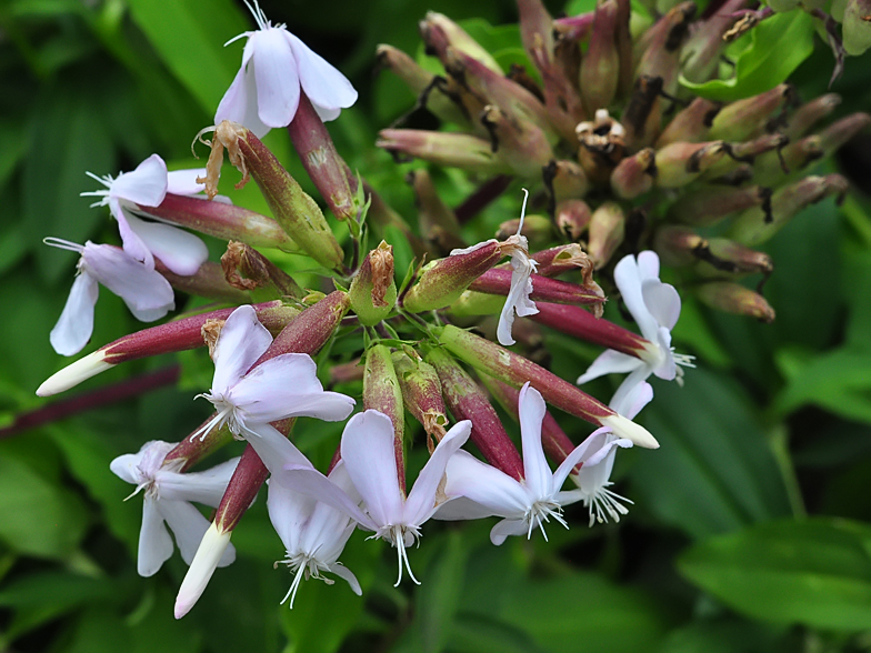 Saponaria officinalis