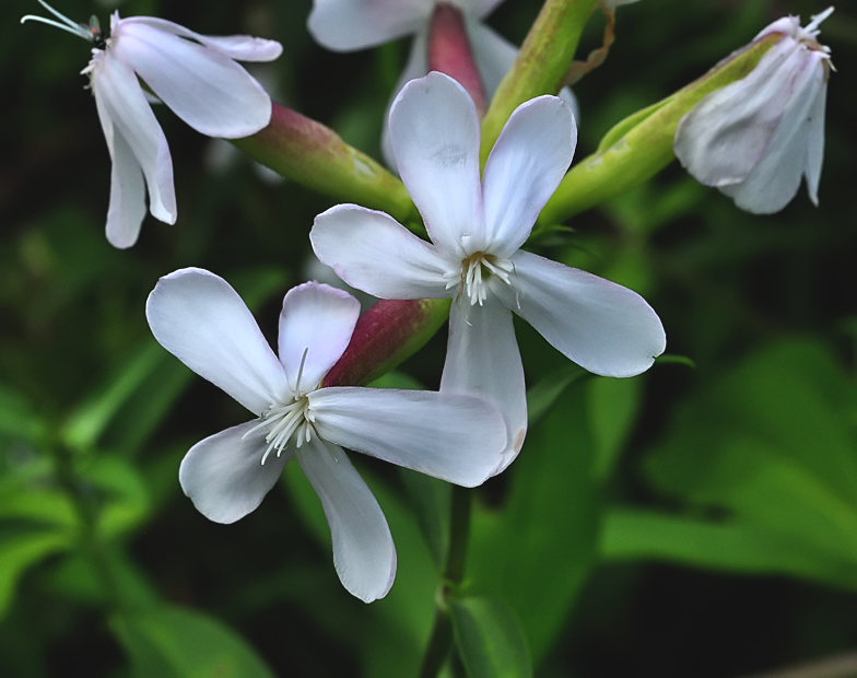 Saponaria officinalis