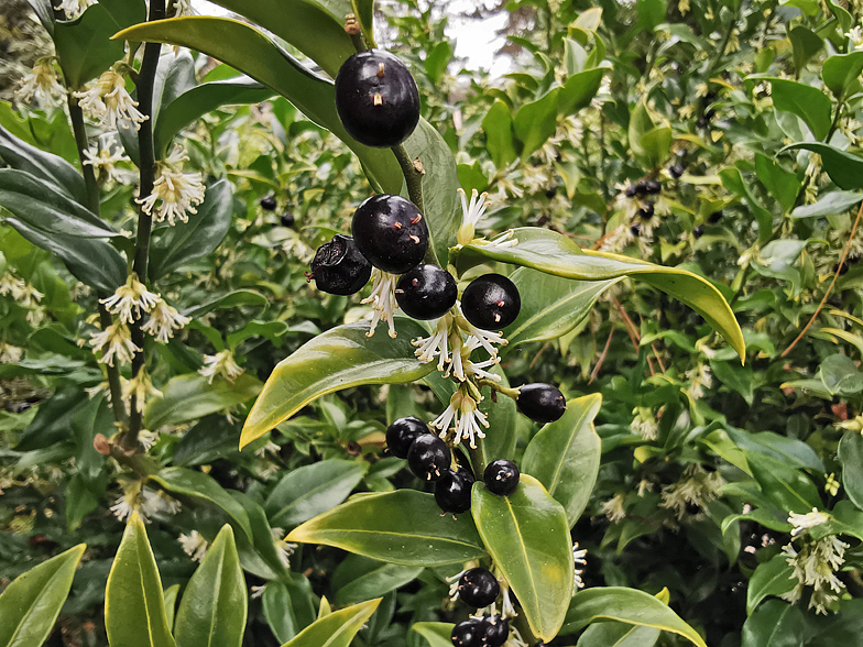 Sarcococca confusa