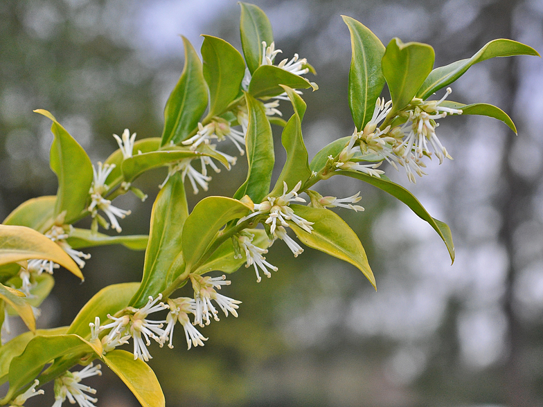 Sarcococca confusa