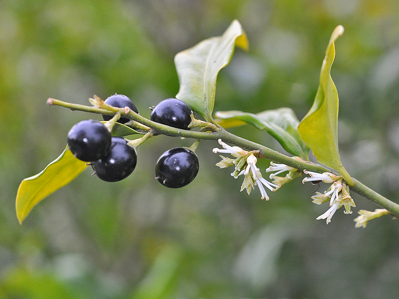 Sarcococca confusa