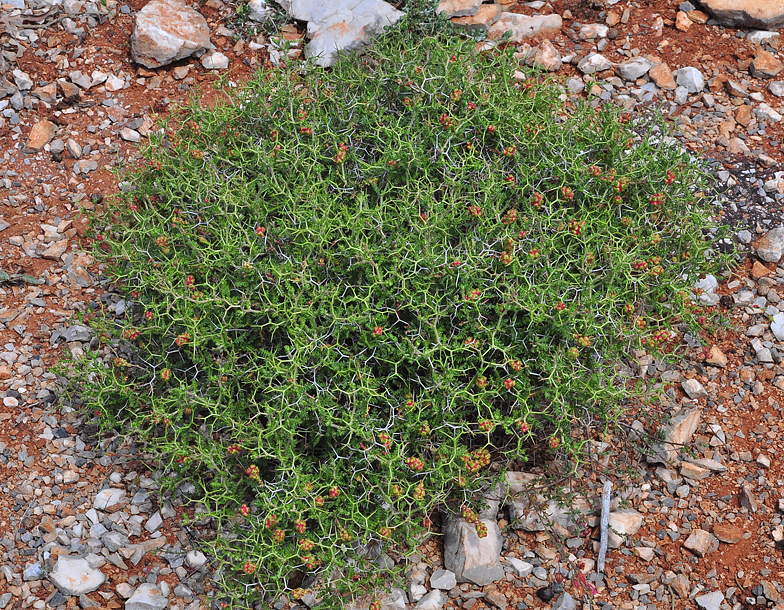 Sarcopoterium spinosum