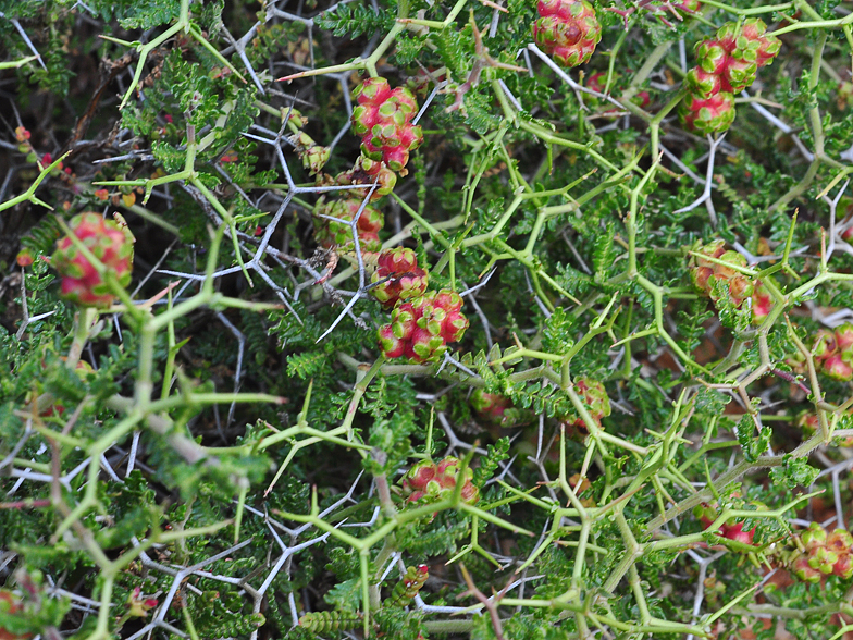 Sarcopoterium spinosum