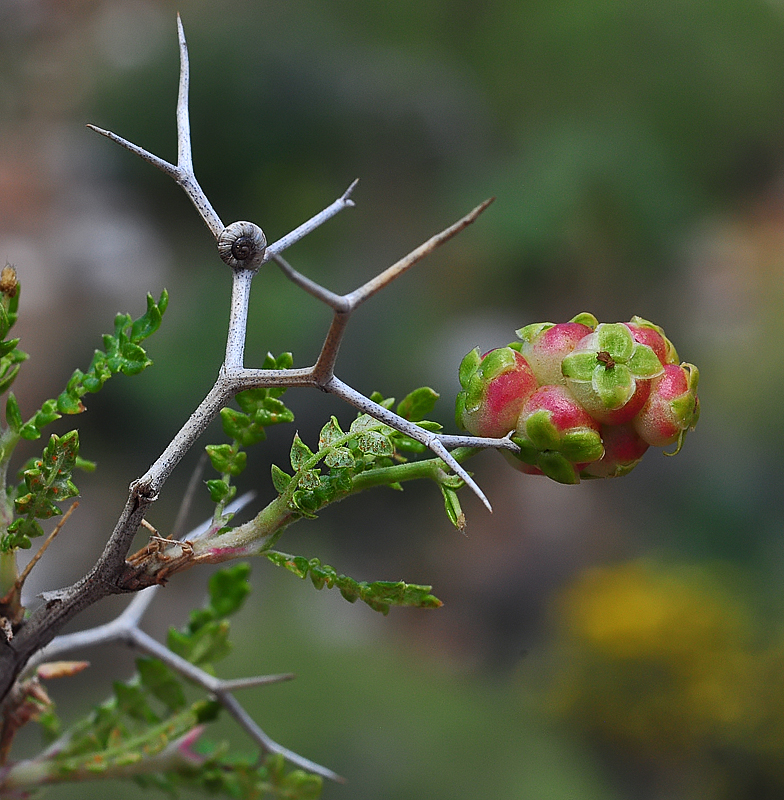 Sarcopoterium spinosum