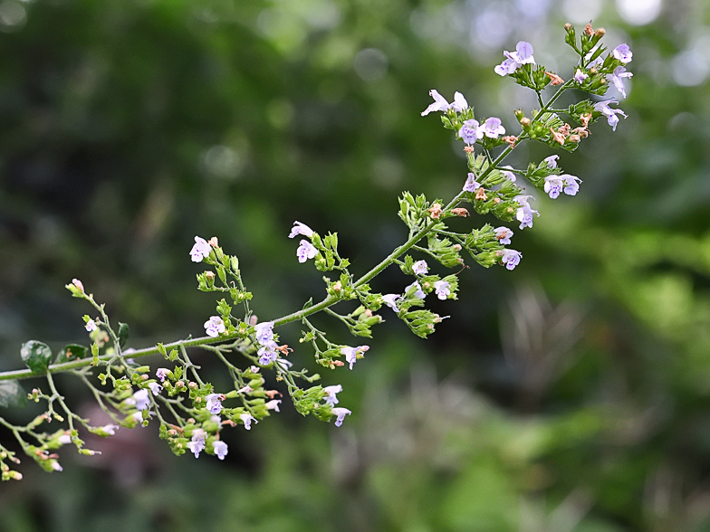 Satureja nepeta