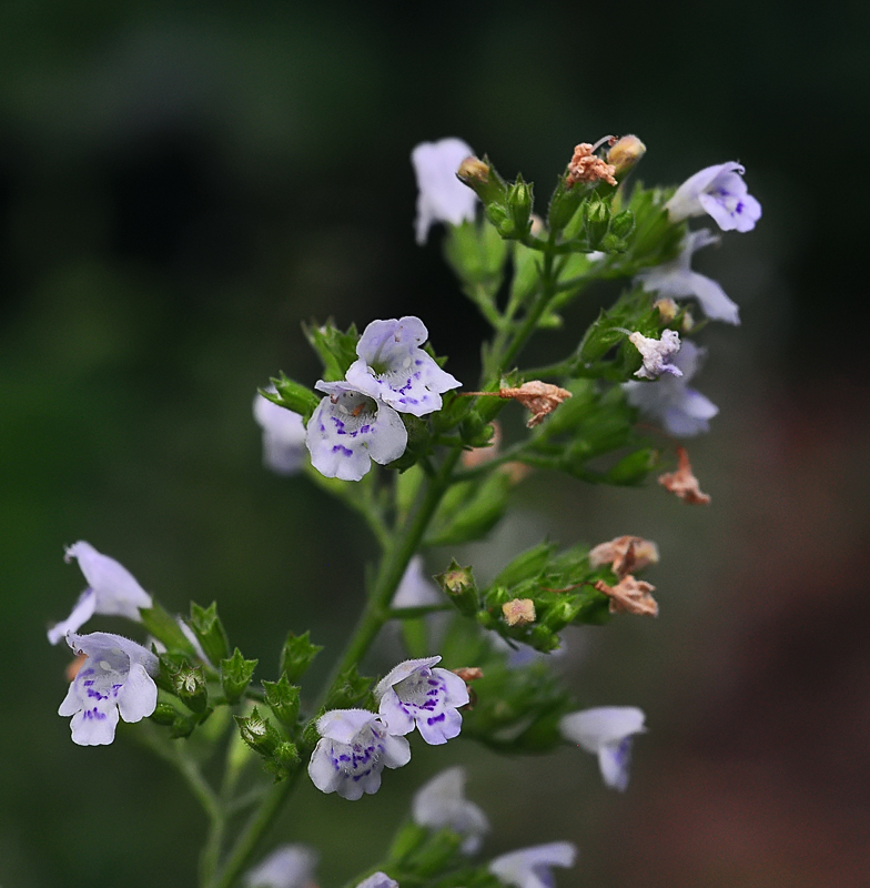 Satureja nepeta