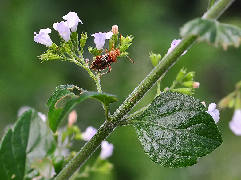 Satureja nepeta