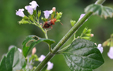 Satureja nepeta