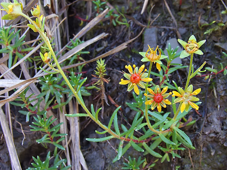 Saxifraga aizoides