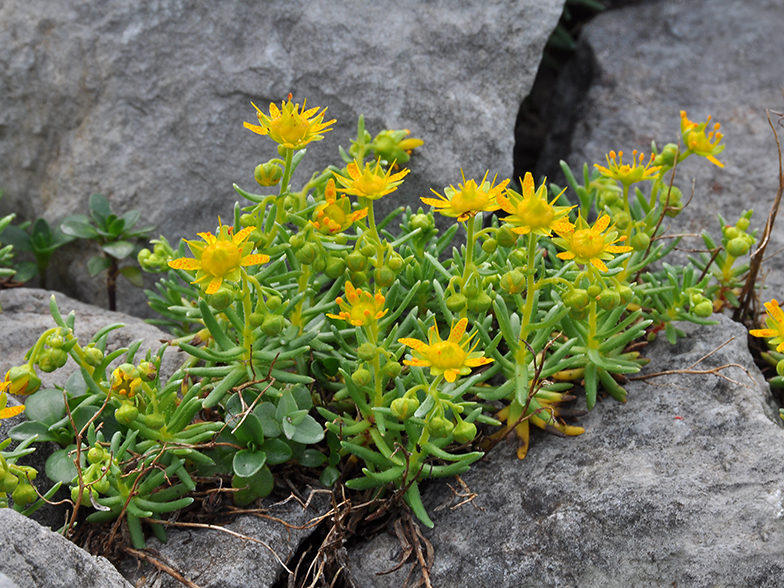 Saxifraga aizoides