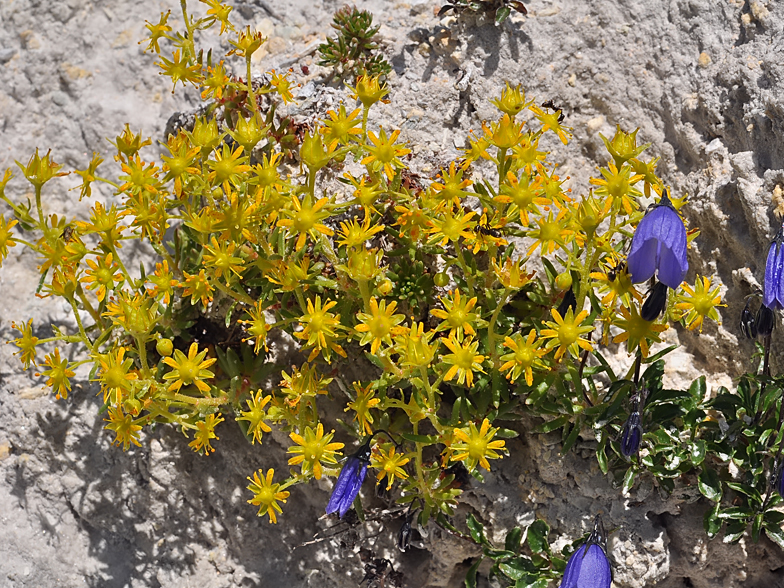 Saxifraga aizoides