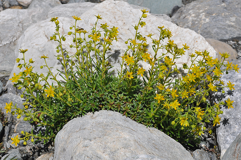 Saxifraga aizoides