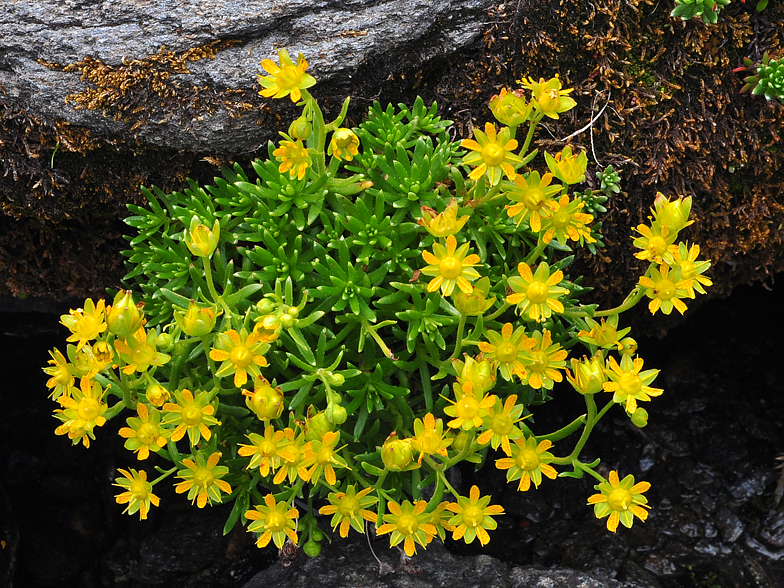 Saxifraga aizoides