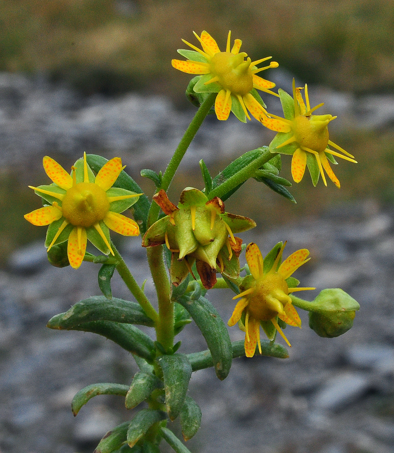 Saxifraga aizoides