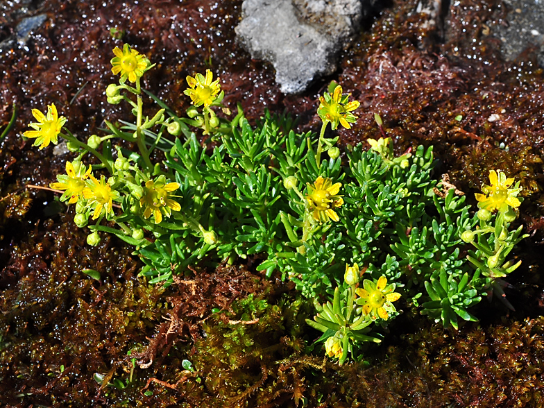 Saxifraga aizoides