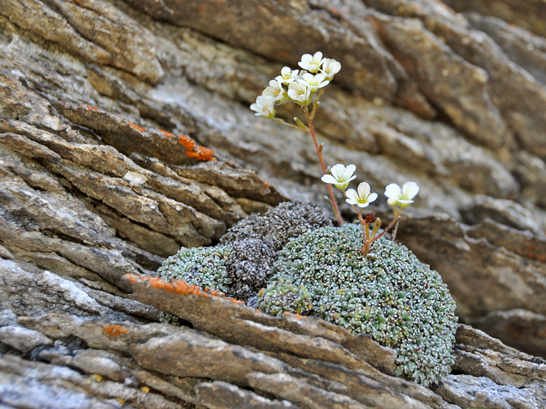 Saxifraga caesia