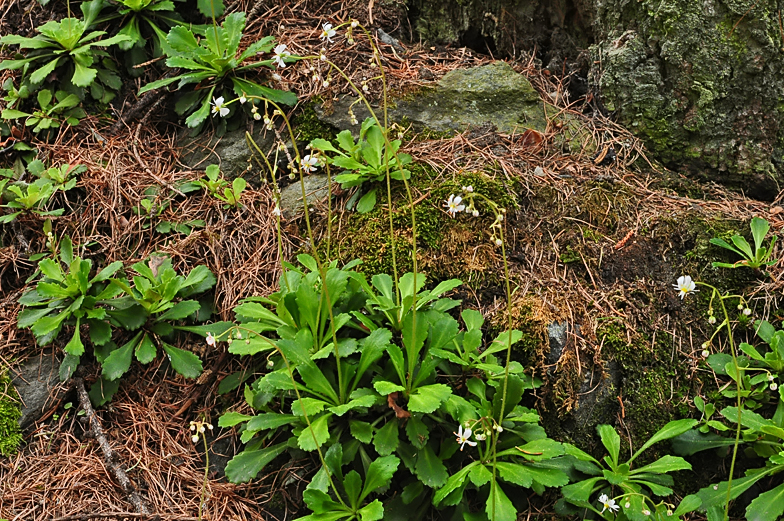 Saxifraga cuneifolia