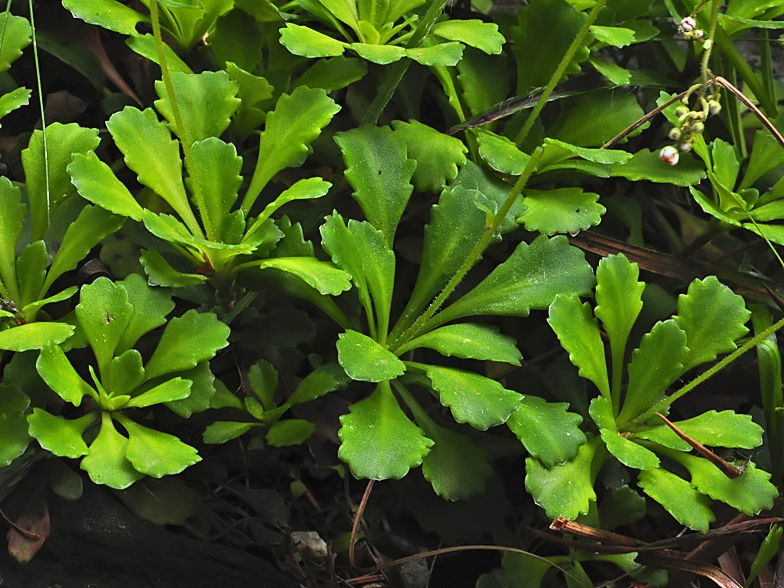 Saxifraga cuneifolia