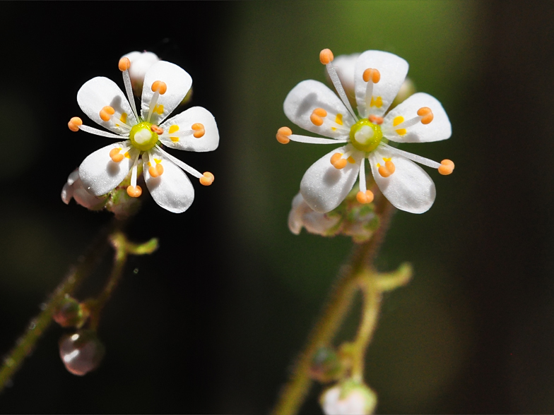 Saxifraga cuneifolia