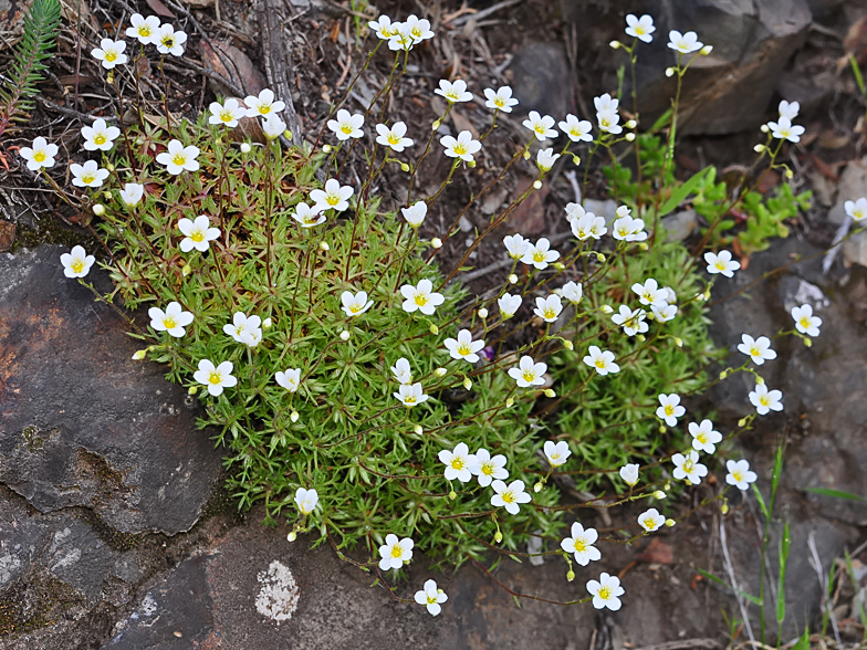 Saxifraga fragosoi