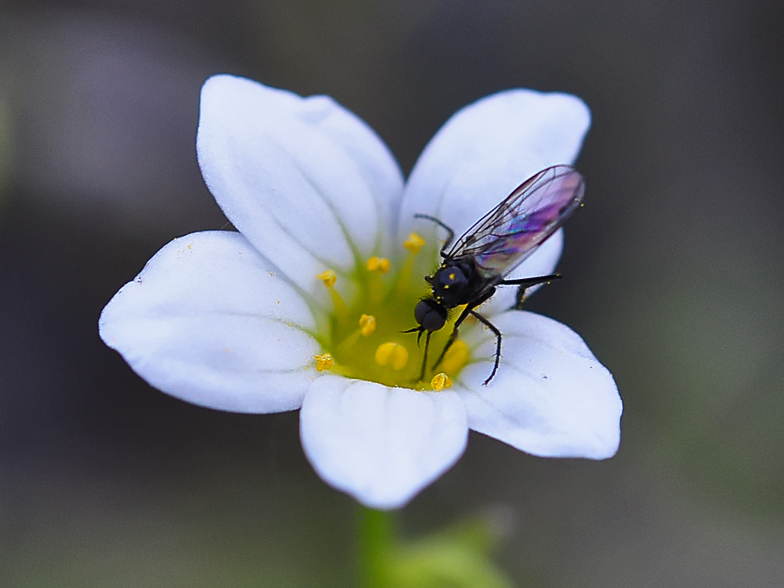 Saxifraga fragosoi