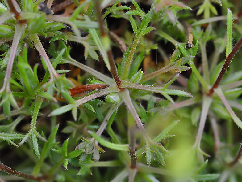 Saxifraga fragosoi