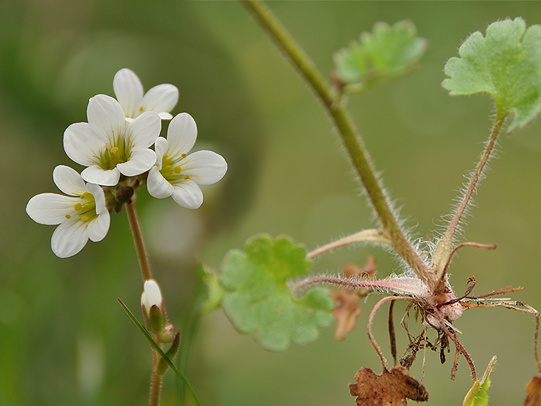 Saxifraga granulata