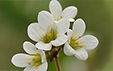 Saxifraga granulata