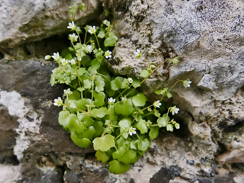 Saxifraga hederacea