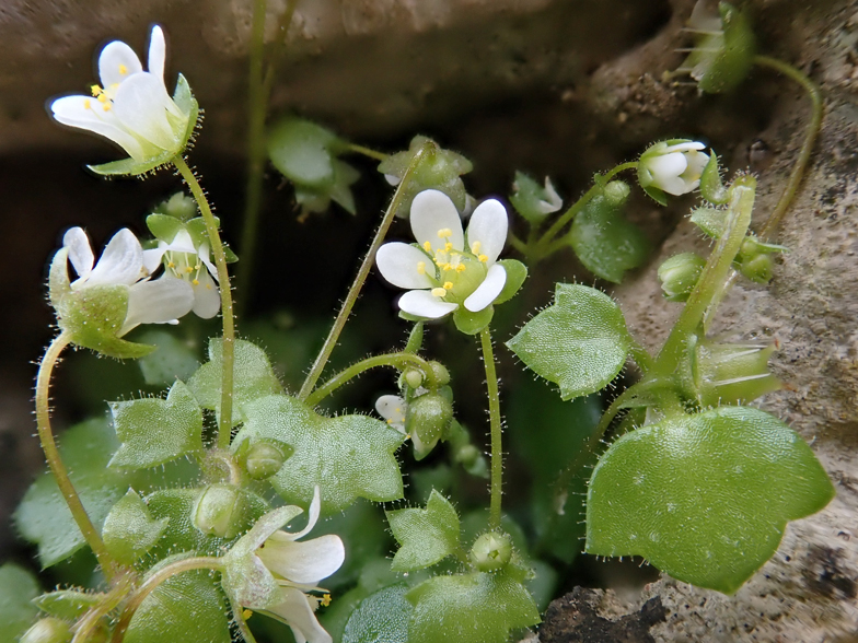 Saxifraga hederacea