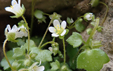 Saxifraga hederacea