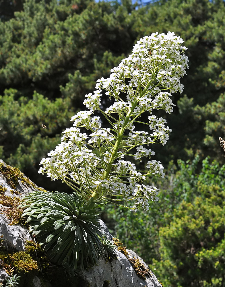 Saxifraga longifolia