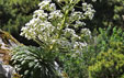 Saxifraga longifolia