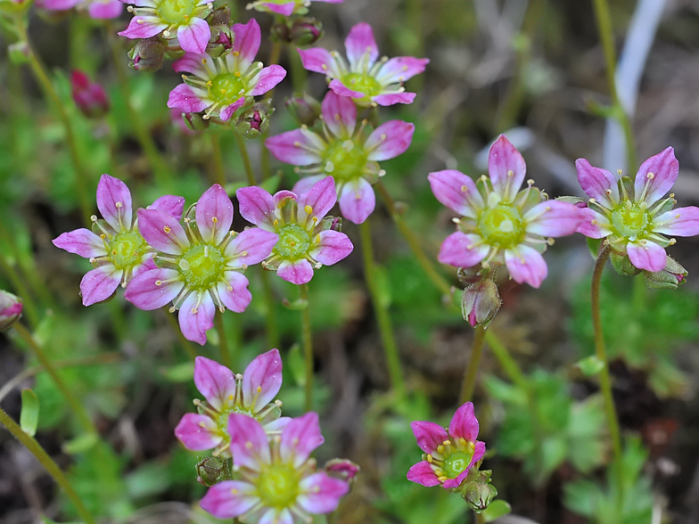 Saxifraga moschata